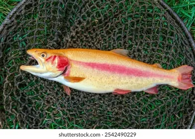 fresh-catch-golden-trout-wicker-260nw-2542490229.webp