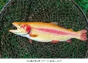 fresh-catch-golden-trout-wicker-260nw-2542490229.webp