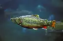 saumon-de-fontaine-salvelinus-fontinalis-brook-trout-adult-172733266.webp