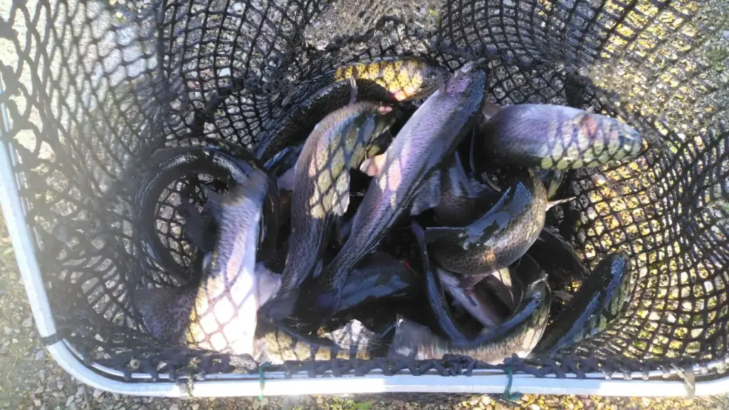 truites arc en ciel 250g-1.5Kg