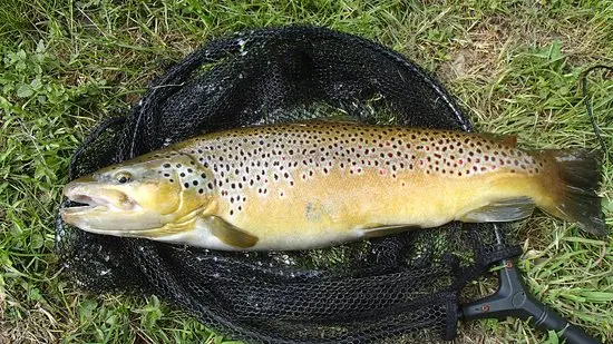 Truite Fario Vivante Unité 25cm – Salmo trutta fario