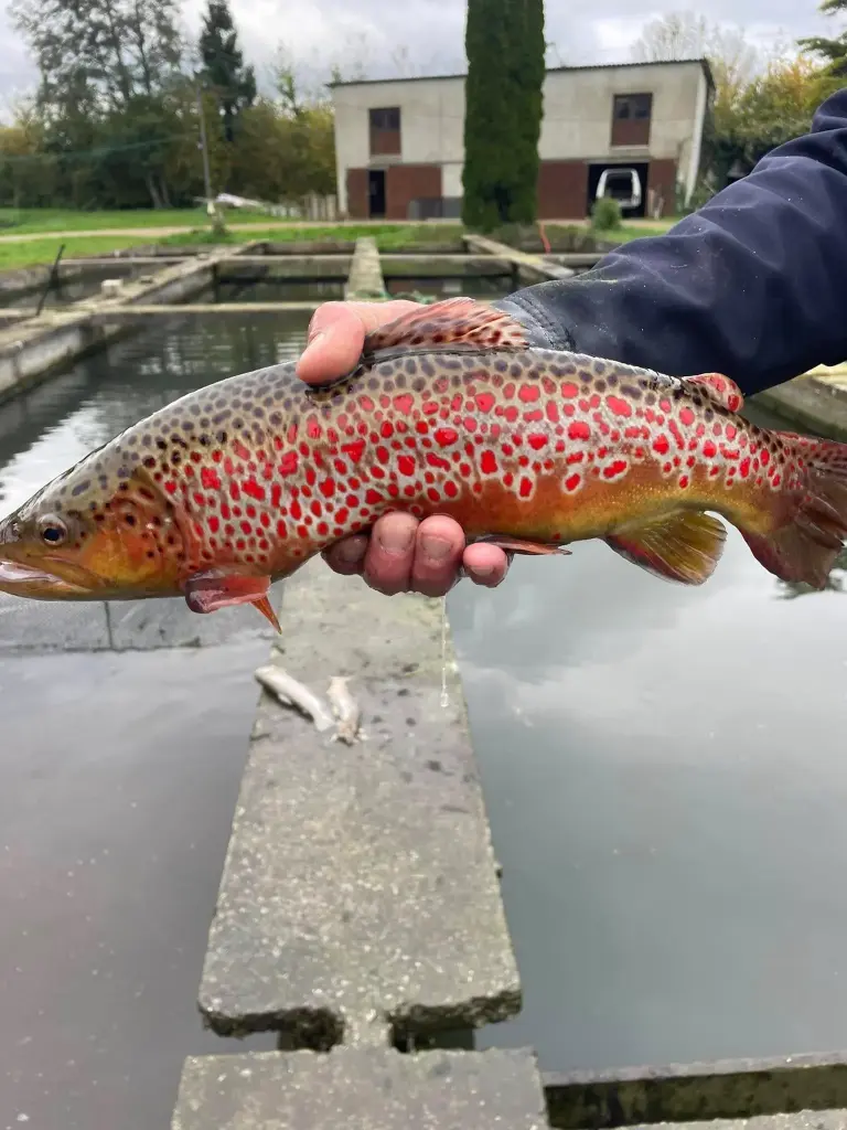 Truite Fario Vivante Unité 25cm – Salmo trutta fario