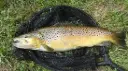 Truite Fario Vivante Unité 25cm – Salmo trutta fario