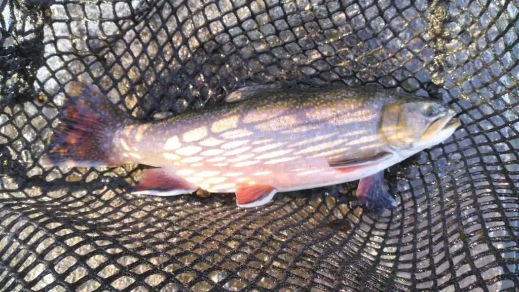 Omble alis 300g-2.5Kg