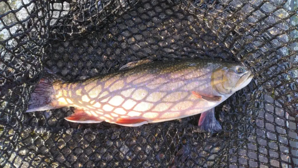 Omble alis 25-30cm unité