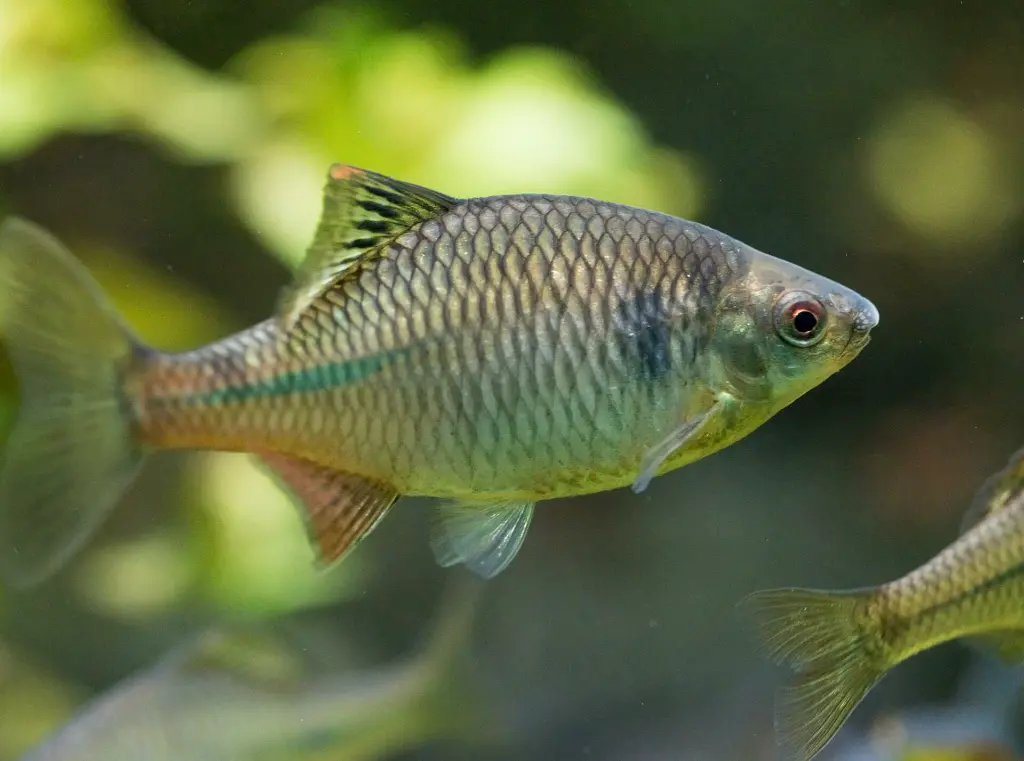 Bouvière Rhodeus amarus 3-5cm pièce