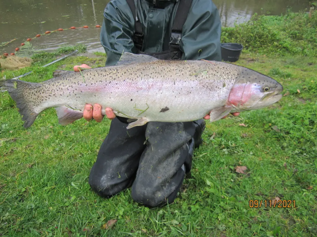 Truite Arc-en-ciel Vivante Unité – Oncorhynchus mykiss