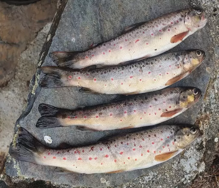 Kilo de Truite Fario Entière – Salmo trutta fario