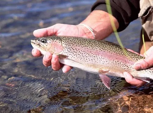 Kilo de Truite Arc-en-ciel entière – Oncorhynchus mykiss