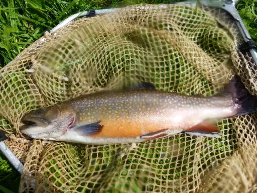 Kilo Saumon de Fontaine Entier – Salvelinus fontinalis