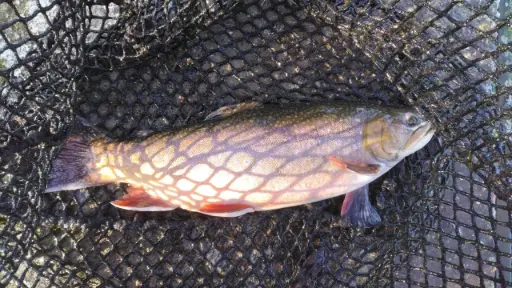 Omble alis 25-30cm unité