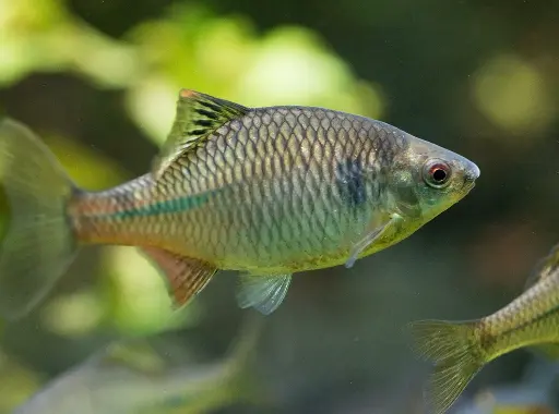 Bouvière Rhodeus amarus 2-3cm lot de 10