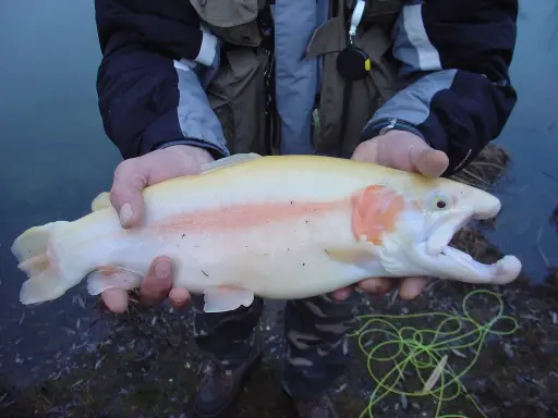 [Poissons vivants] Truite Gold Vivante Unité – Oncorhynchus mykiss (variété dorée)