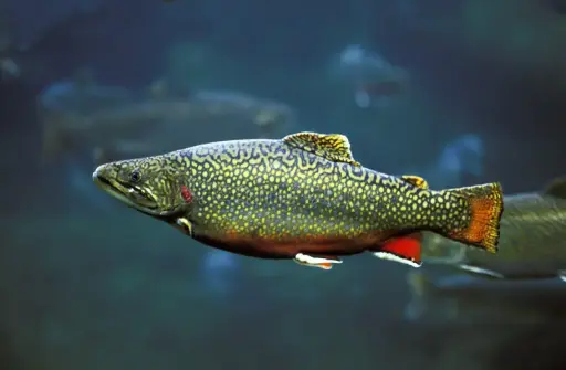[Poissons vivants] Saumon de Fontaine Vivant Unité – Salvelinus fontinalis