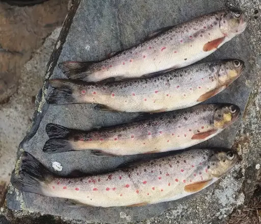 Kilo de Truite Fario Entière – Salmo trutta fario